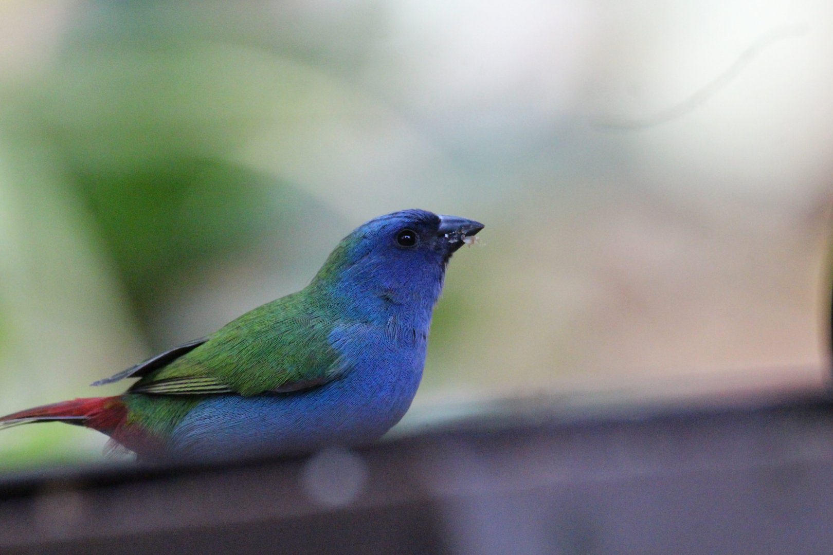 Tricolored Parrotfinch