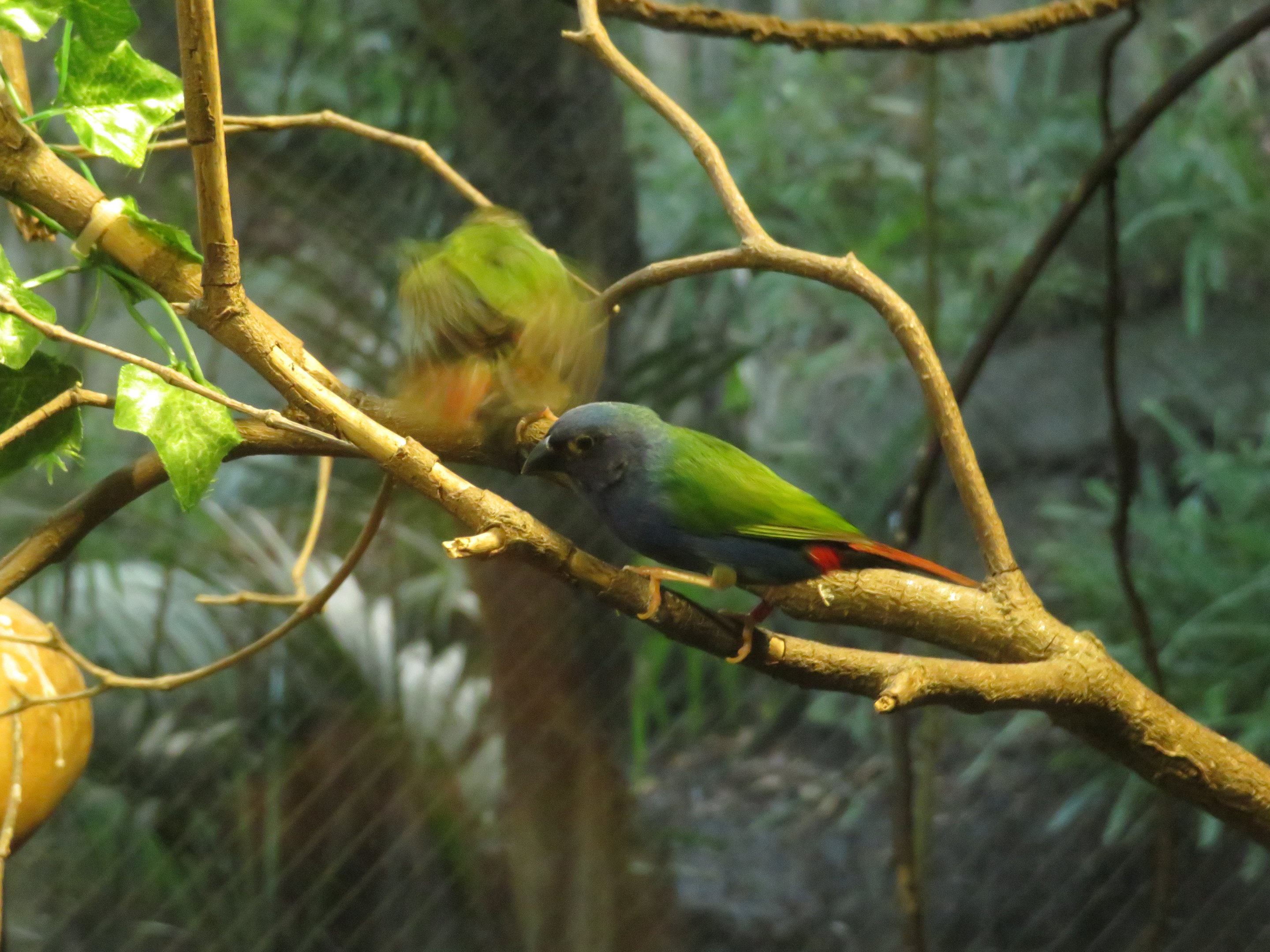 Tricolored Parrotfinch
