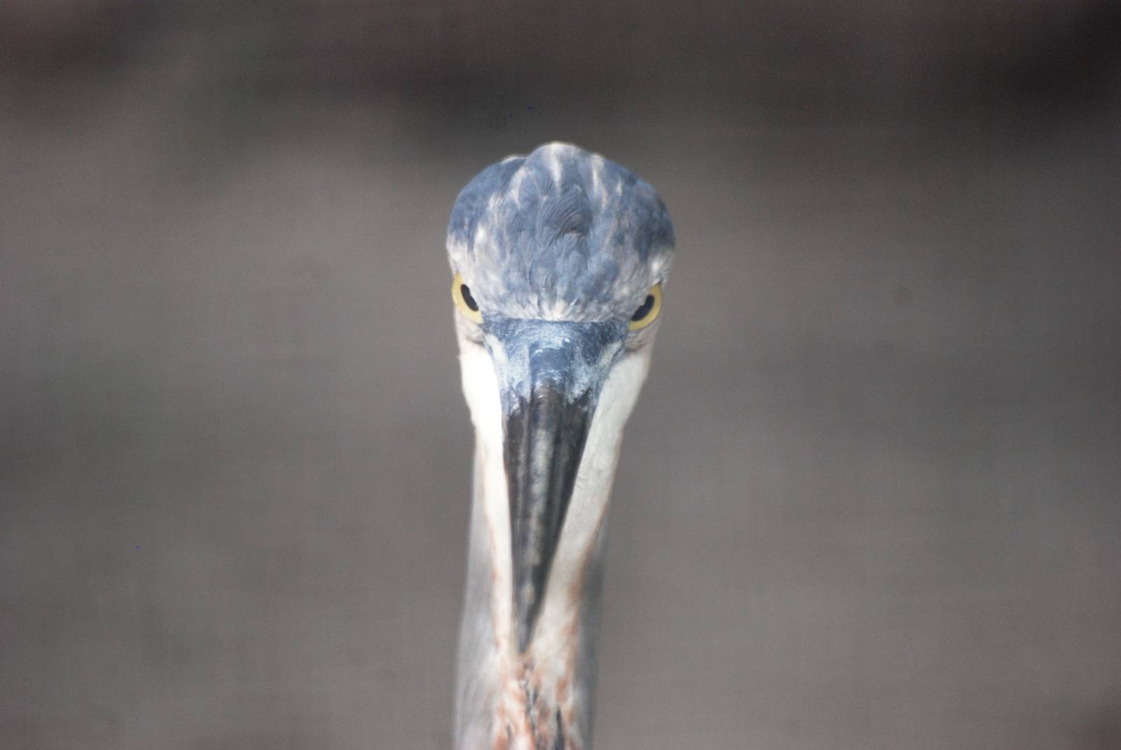 Tricoloured Heron at Save our Seabirds, 07/10/13