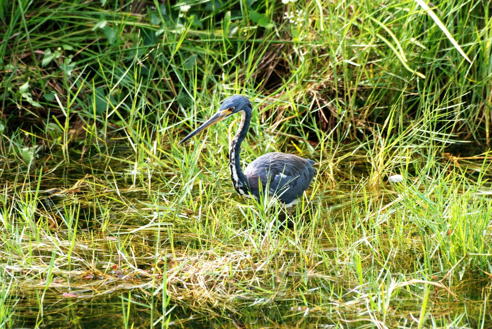 Tricoloured Heron, Western Everglades/Big Cypress, October 2013