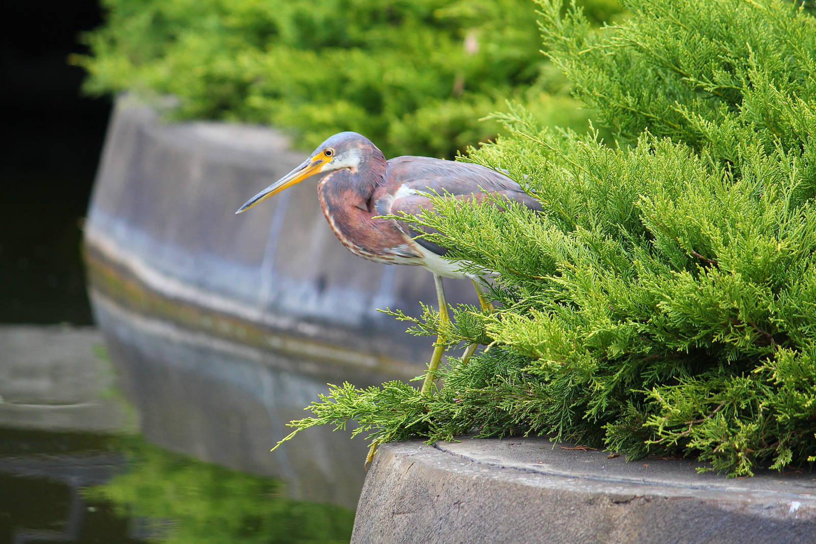 Tricoloured Heron