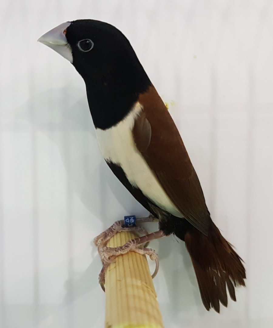 Tricoloured munia - Lonchura malacca