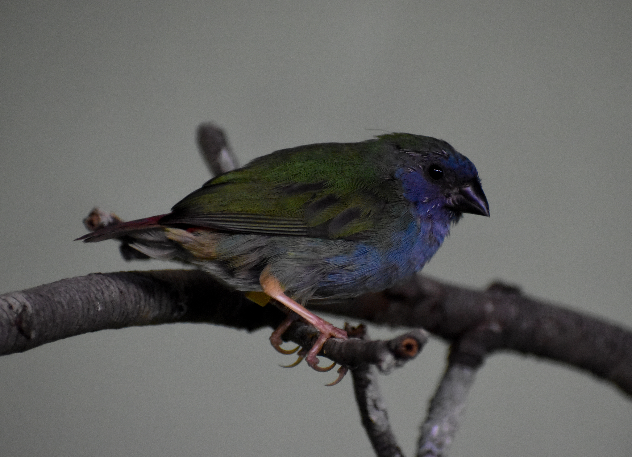 Tricoloured Parrotfinch