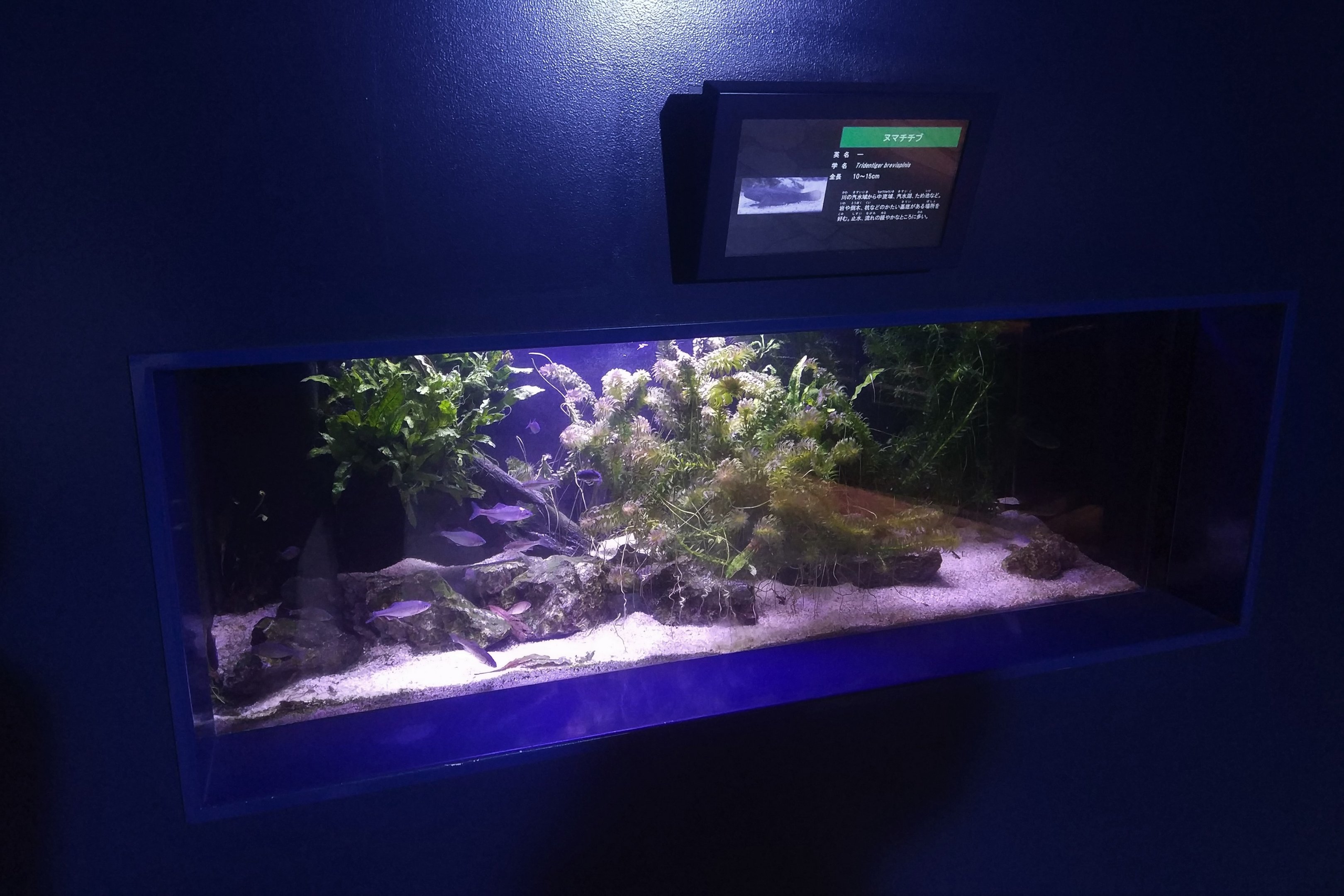 Tridentiger Brevispinis Exhibit