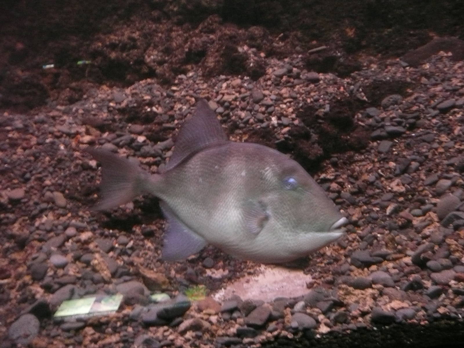 Trigger fish - Aquarium in Funchal N. H. Museum