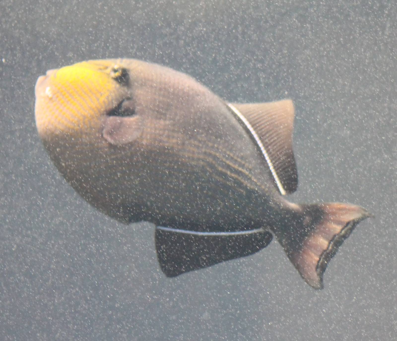 Trigger fish species