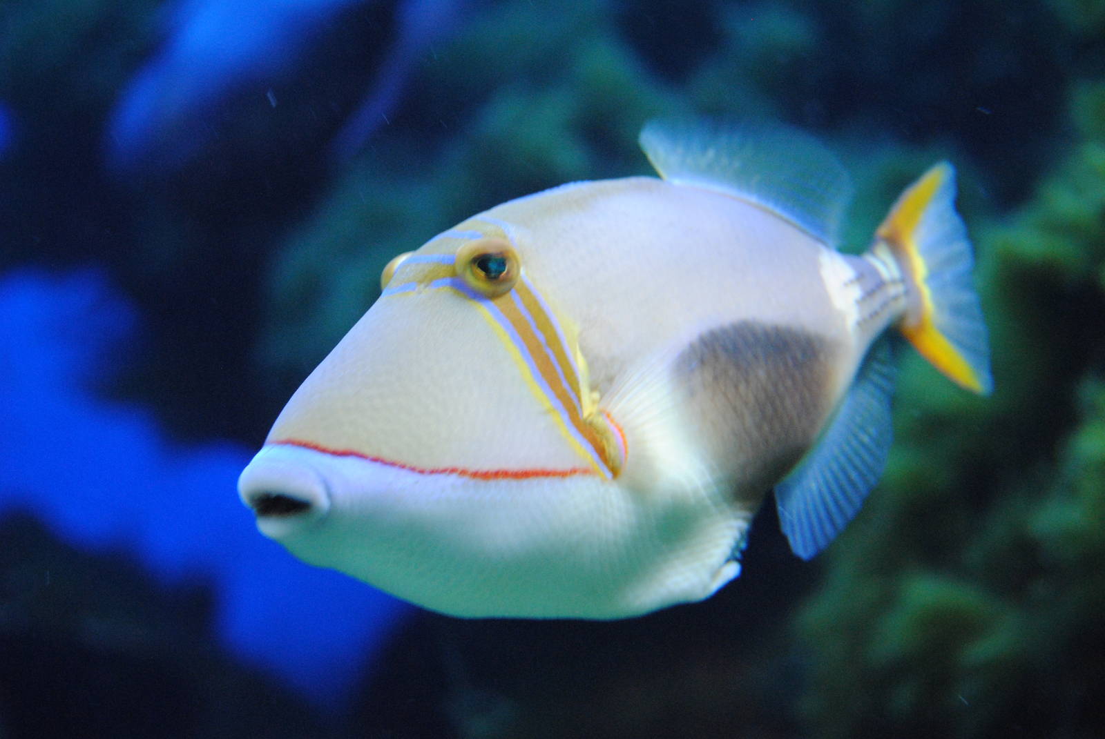 Trigger fish