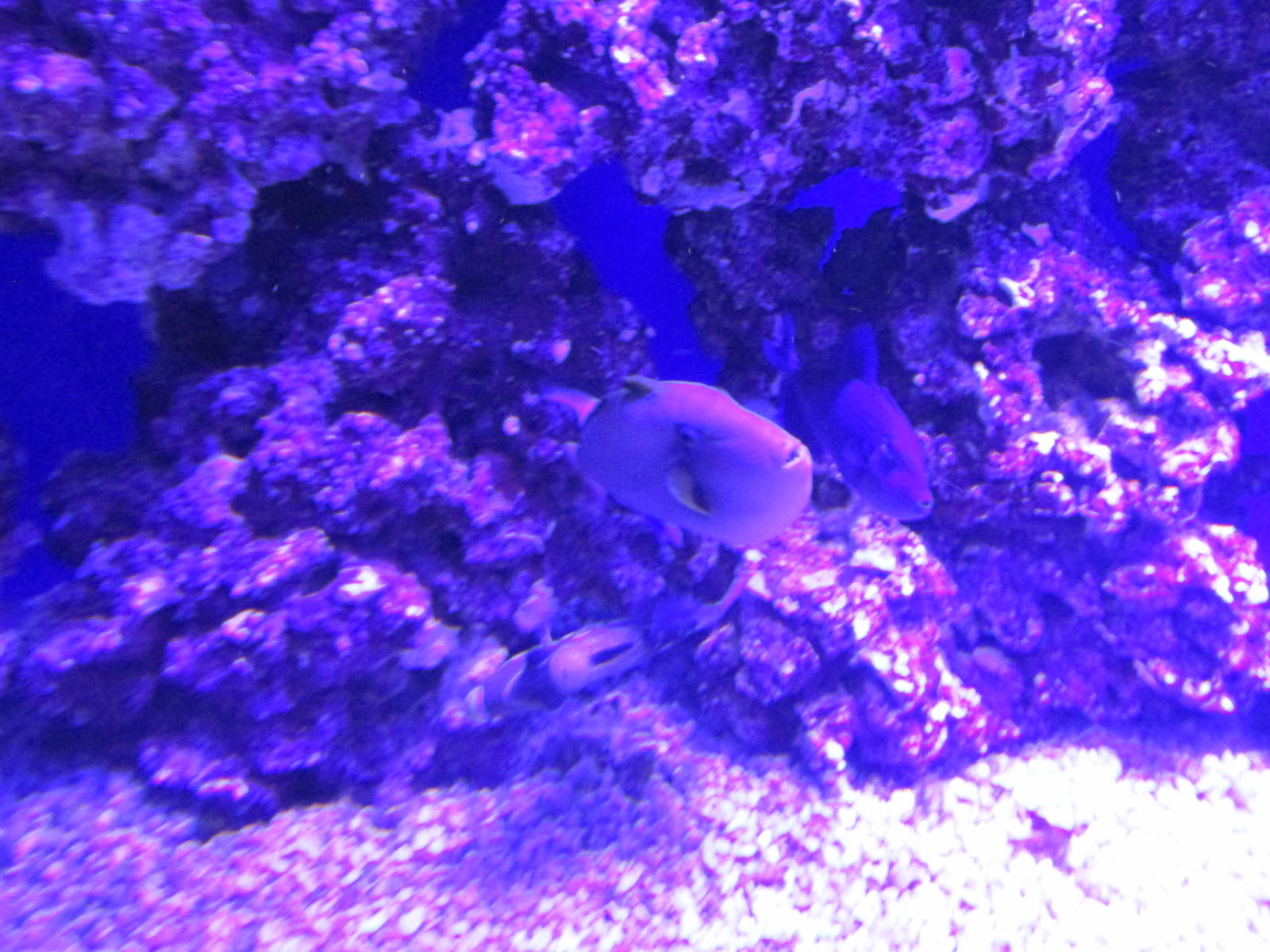 triggerfish acuario inbursa