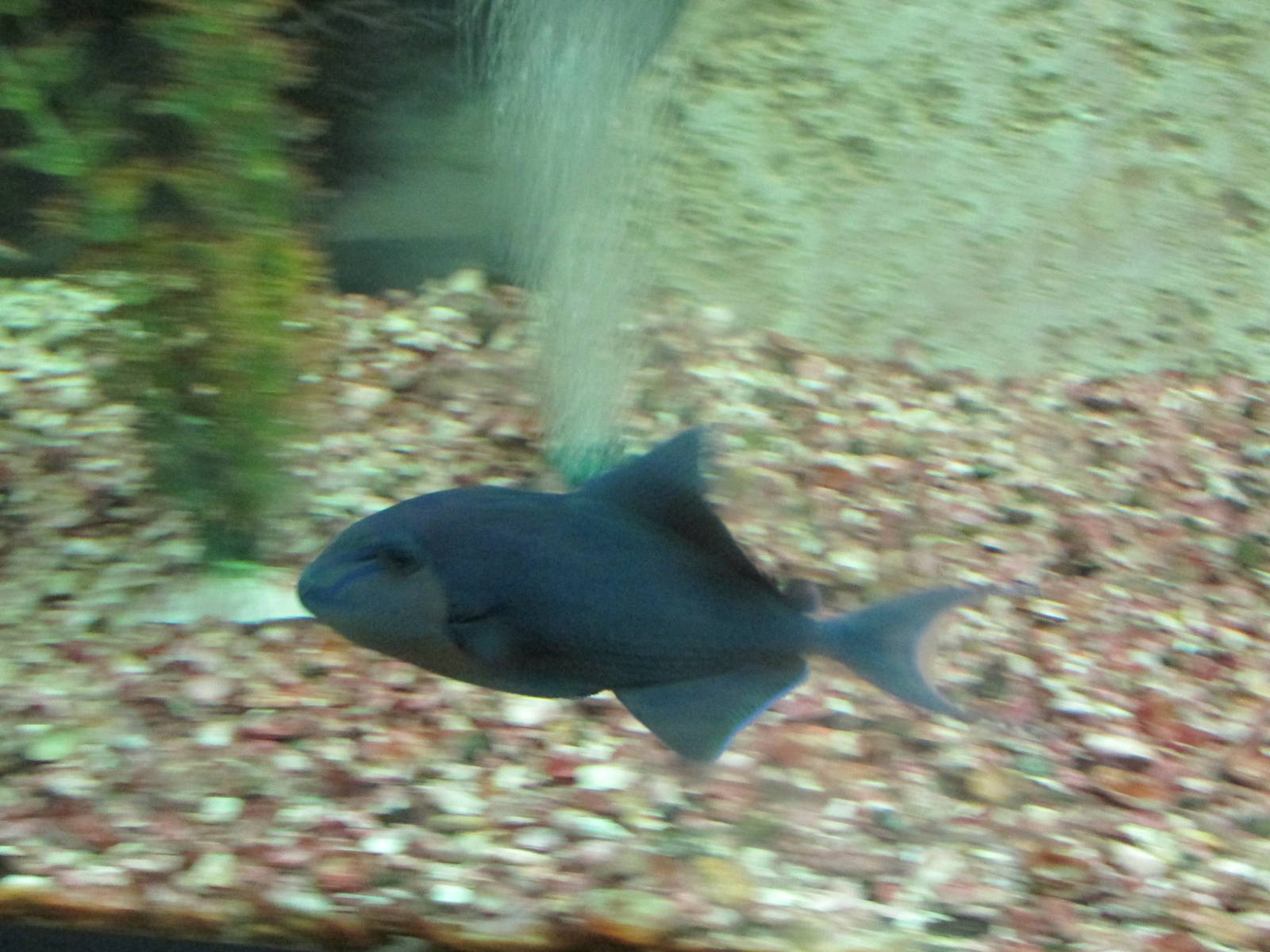 triggerfish acuario mendoza