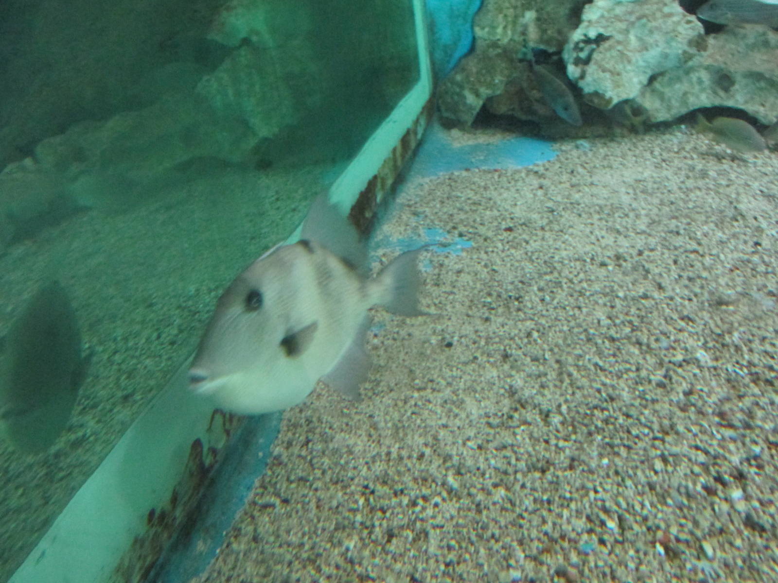 triggerfish acuario nacional