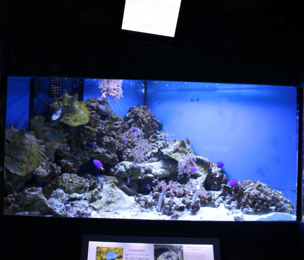 Triggerfish and Damselfish tank