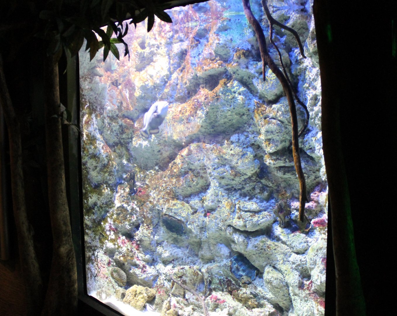 Triggerfish-aquarium