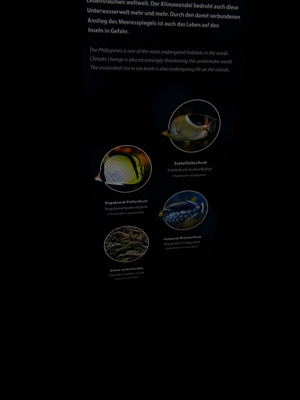 Triggerfish / bufferflyfish tank signage