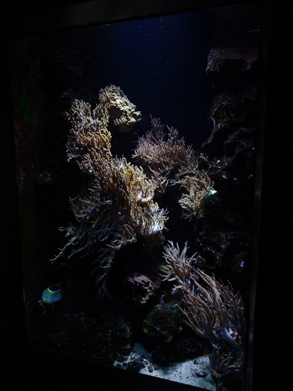 Triggerfish / bufferflyfish tank