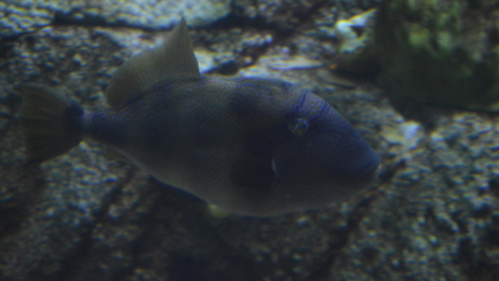 Triggerfish ID (Aquarium of the Pacific)