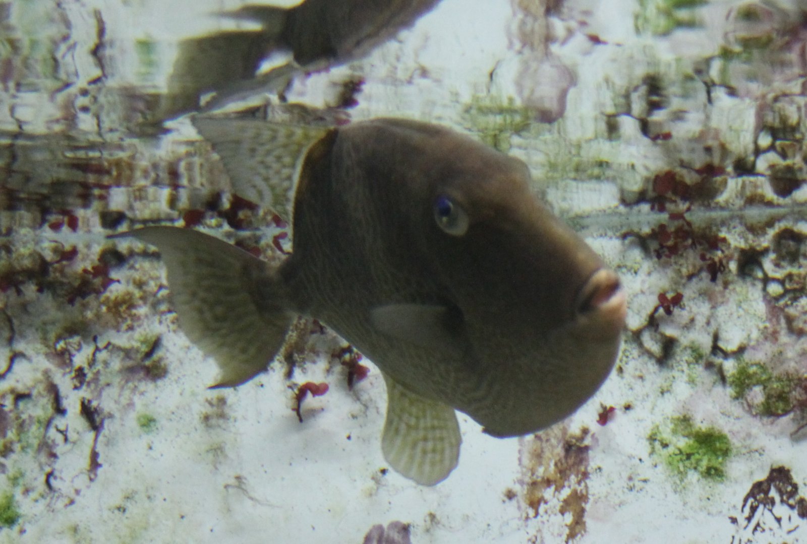 Triggerfish ID
