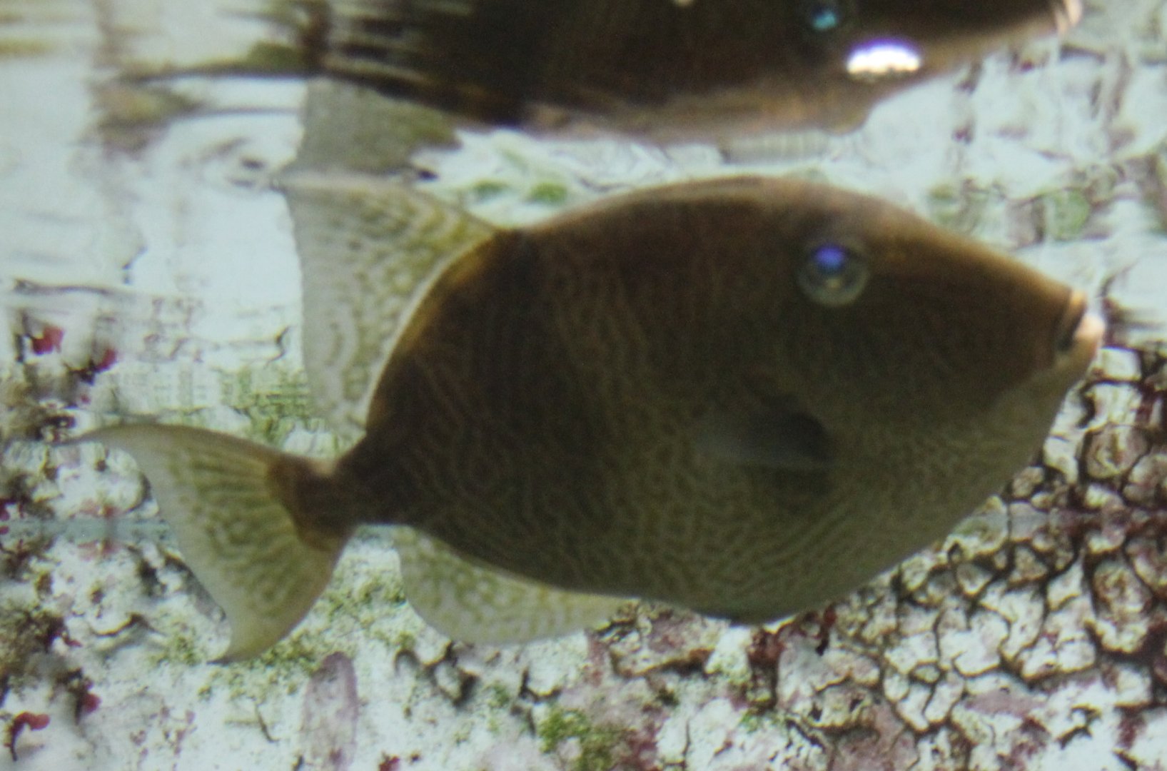 Triggerfish ID