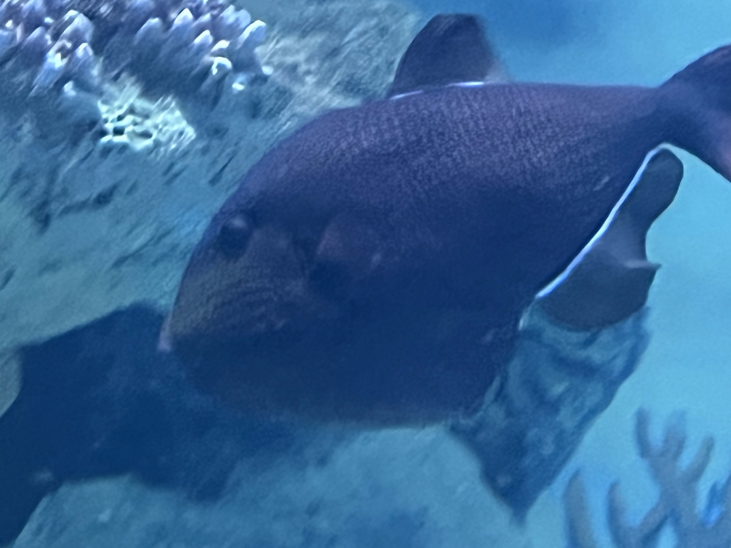 Triggerfish ID