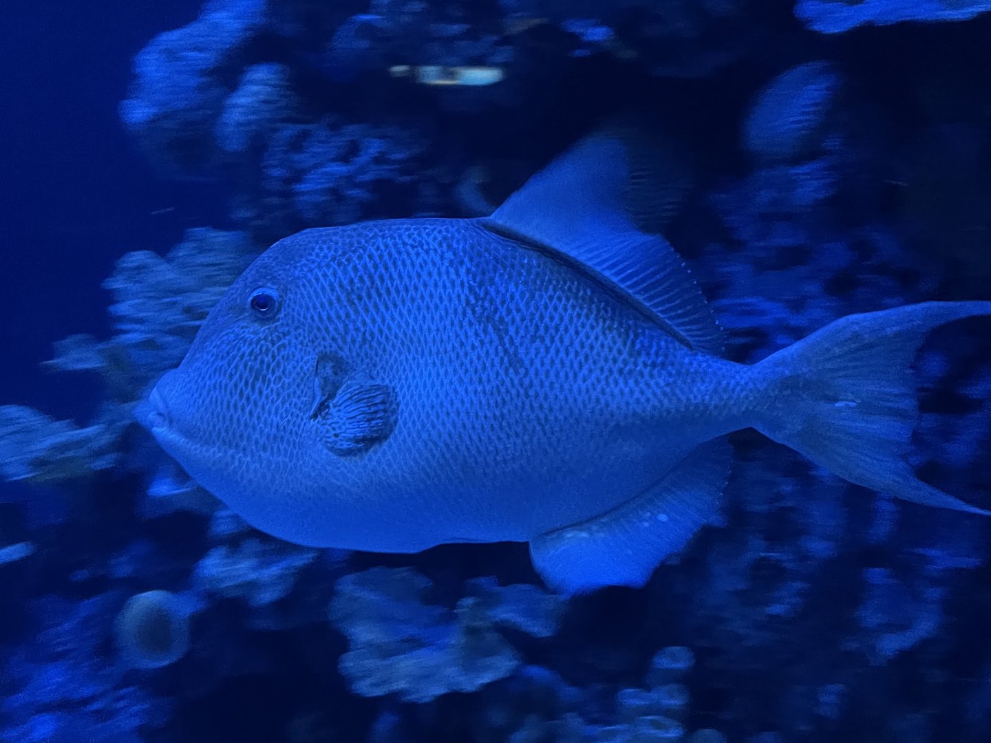 Triggerfish ID?