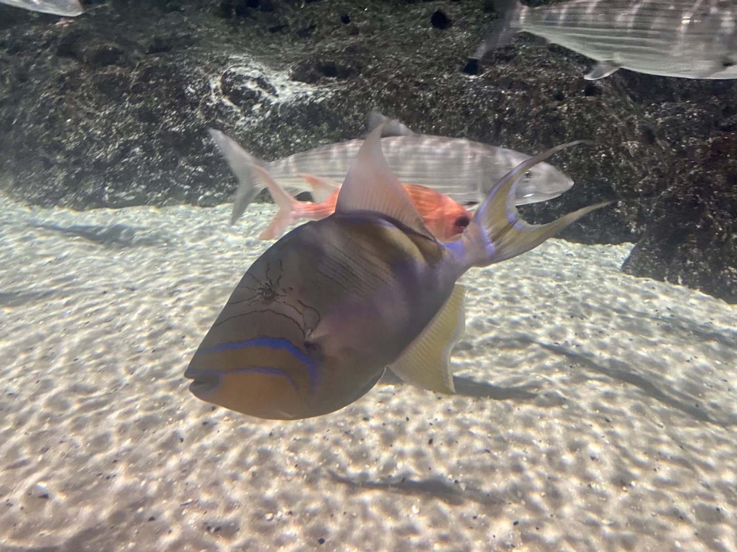 Triggerfish ID?