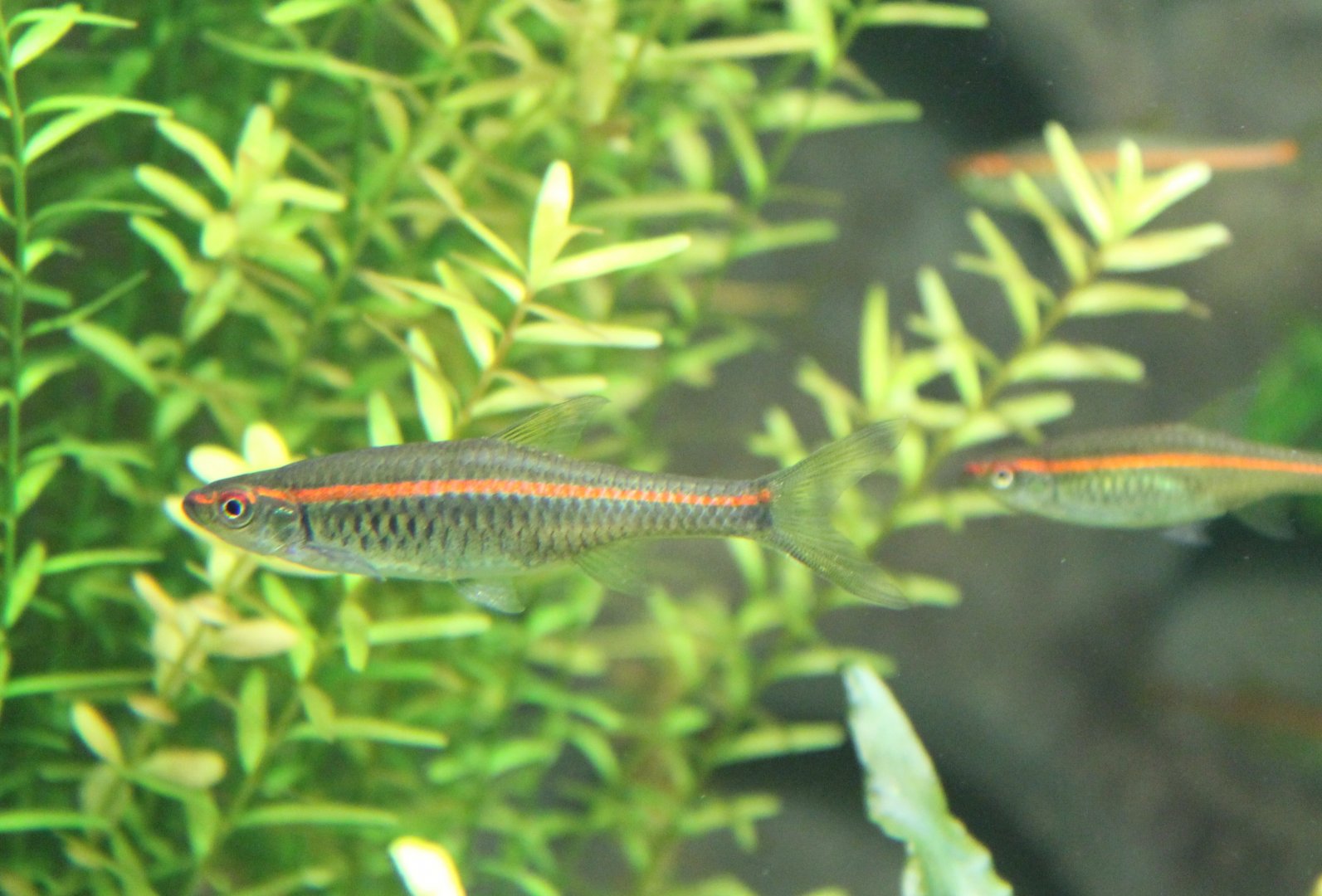 Trigonopoma pauciperforatum