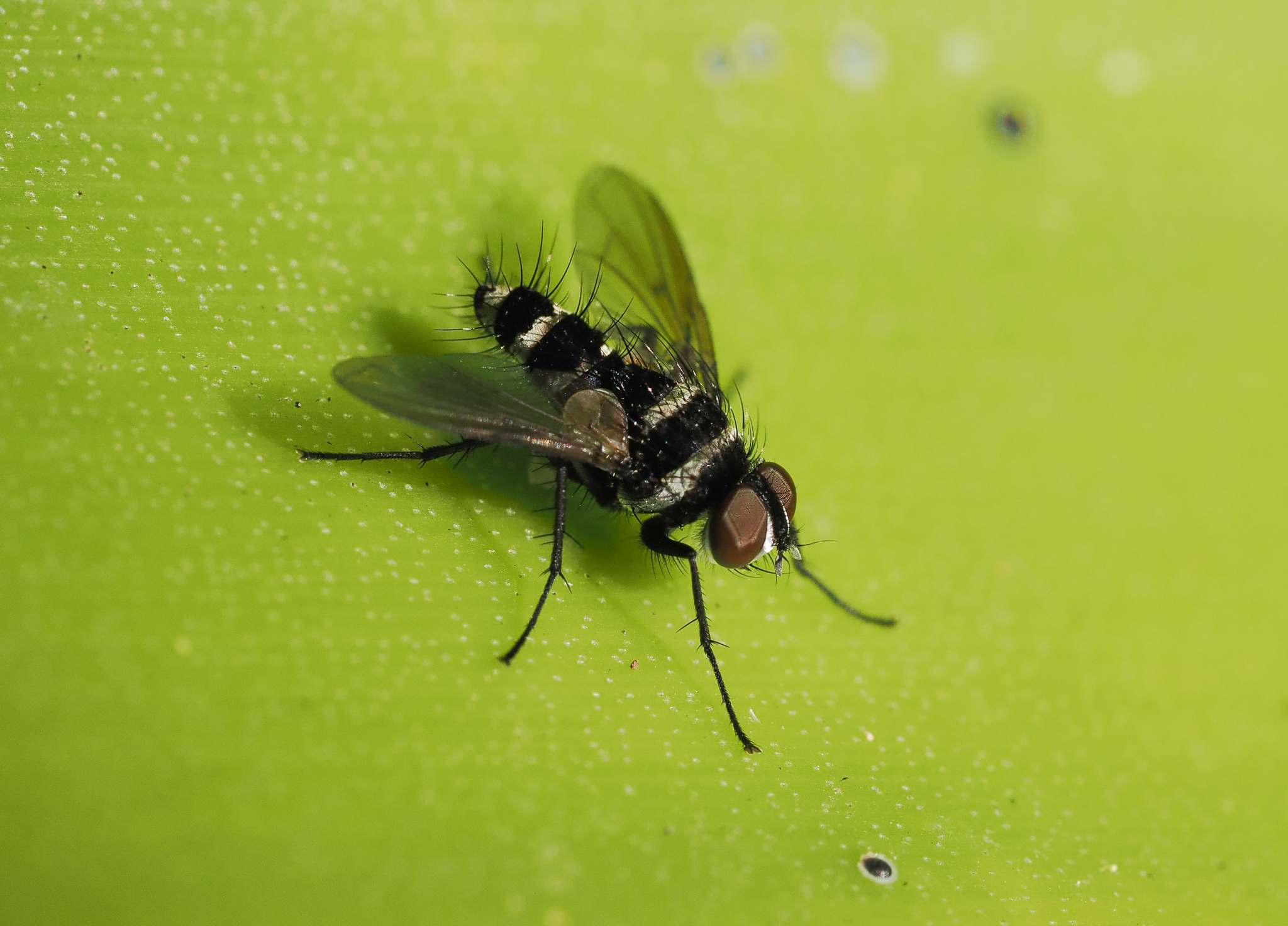 Trigonospila cingulata