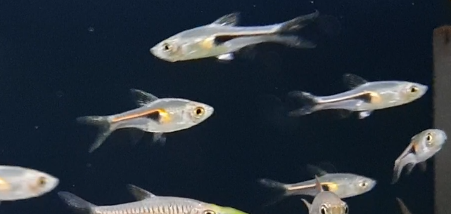 Trigonostigma hengeli