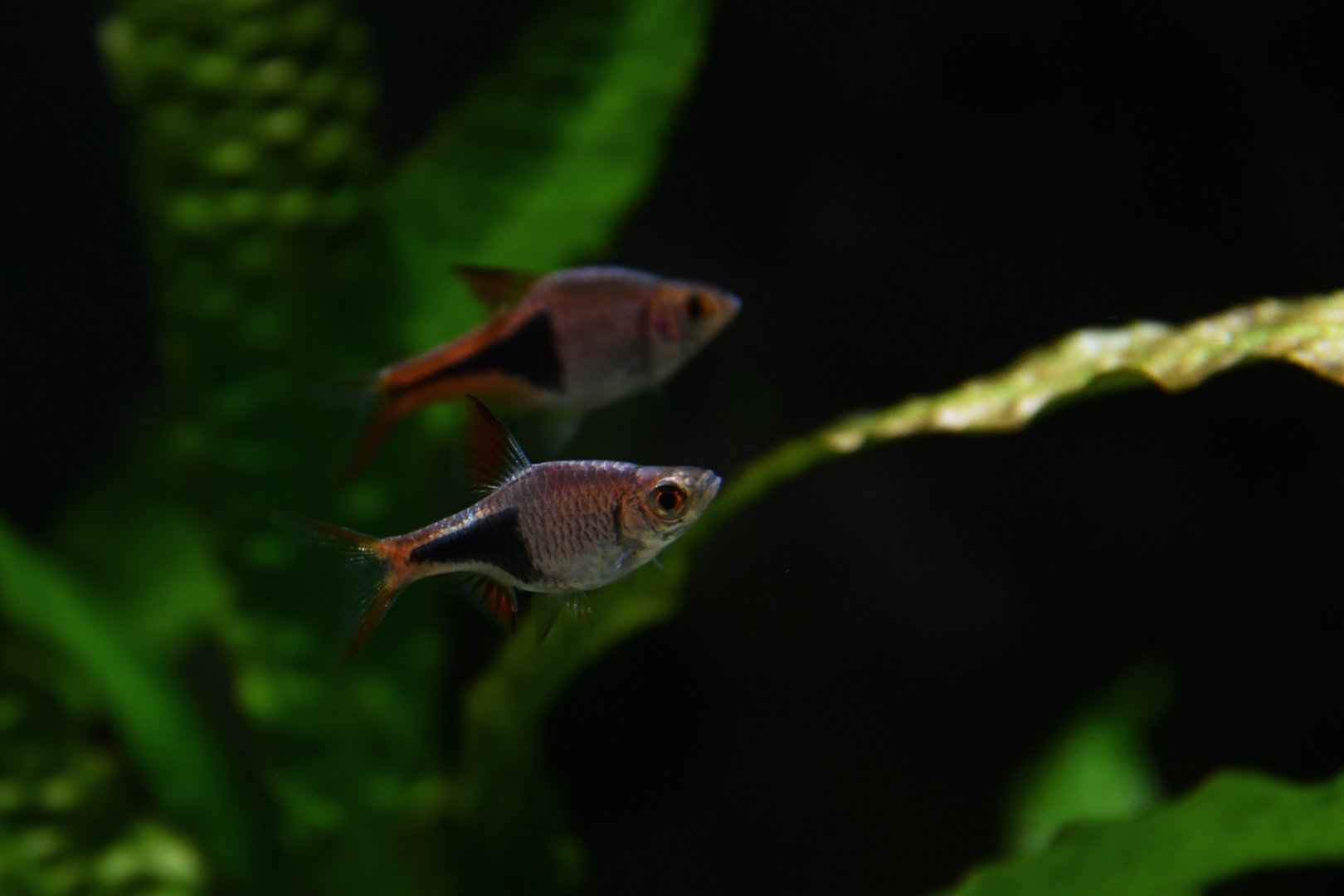 Trigonostigma heteromorpha