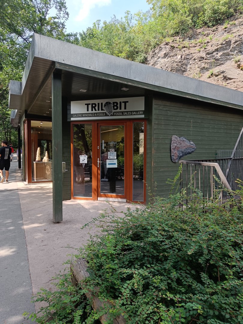 Trilobit fossil shop