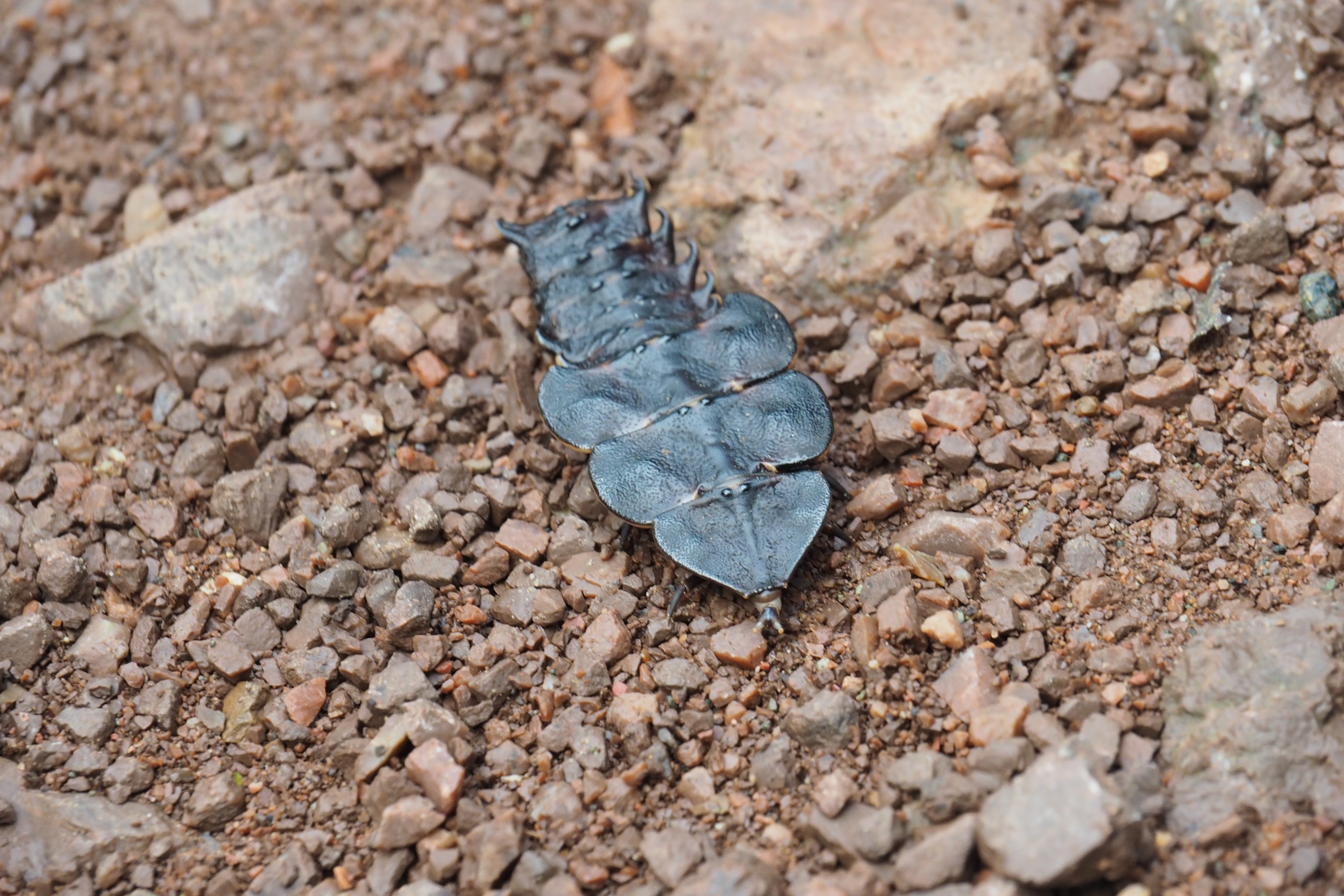 Trilobite Beetle - Danum Valley, Sabah, Borneo