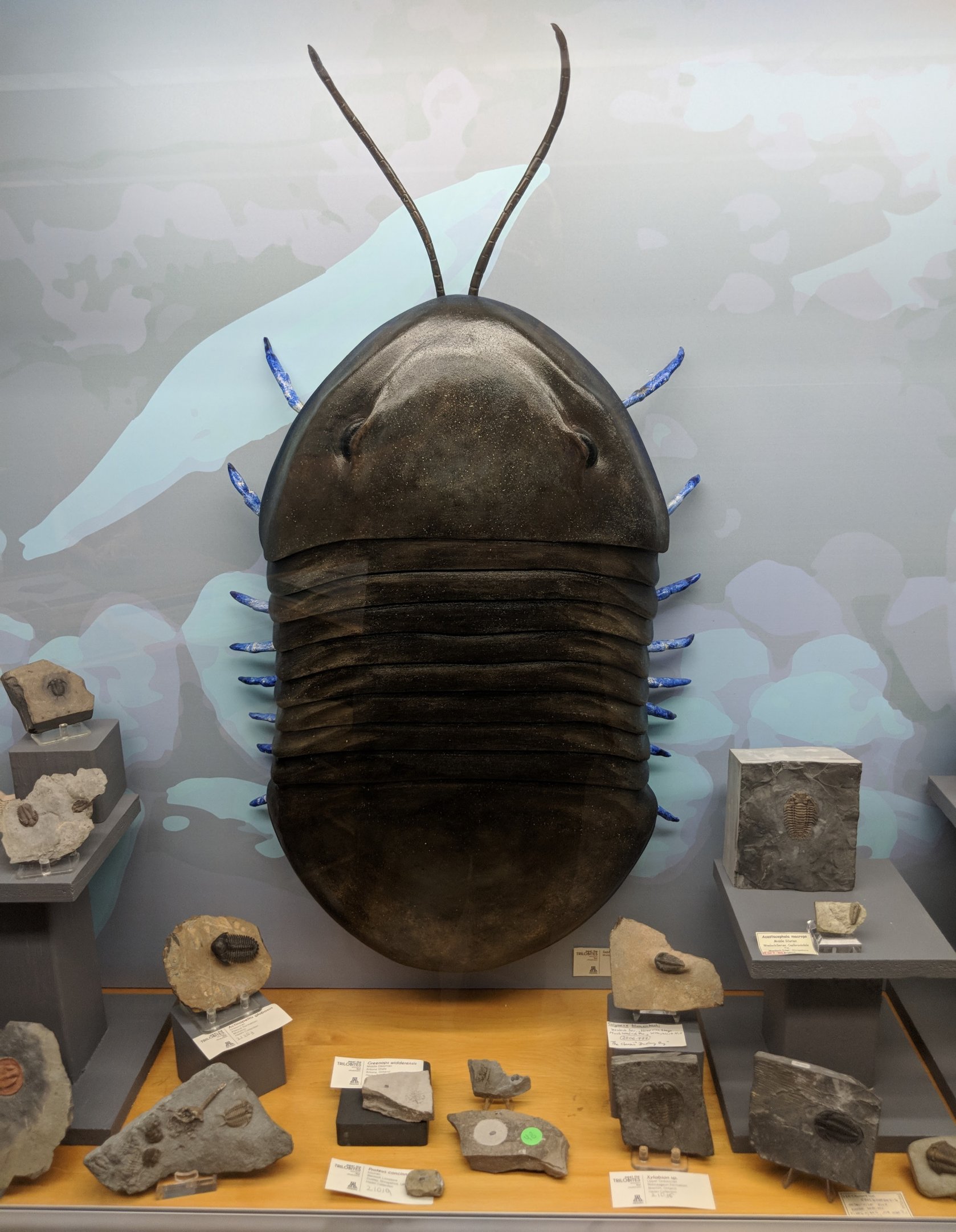 Trilobite displays