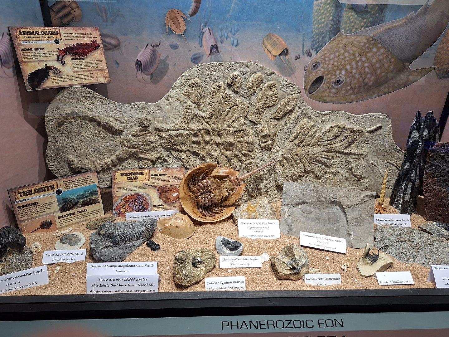 Trilobite Fossil Display
