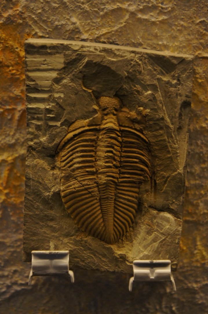 Trilobite Fossil