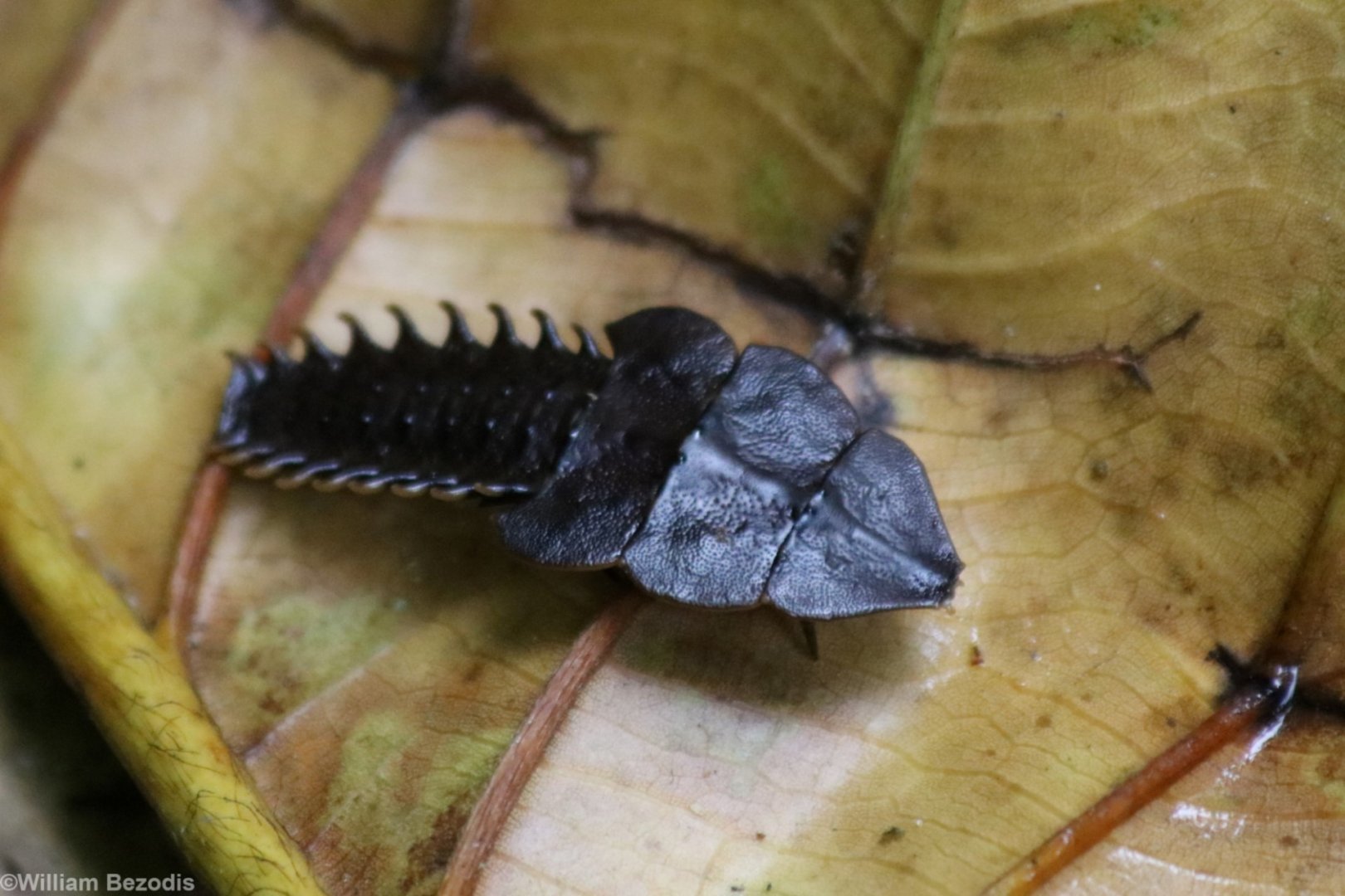Trilobite Larva - Crocker Range