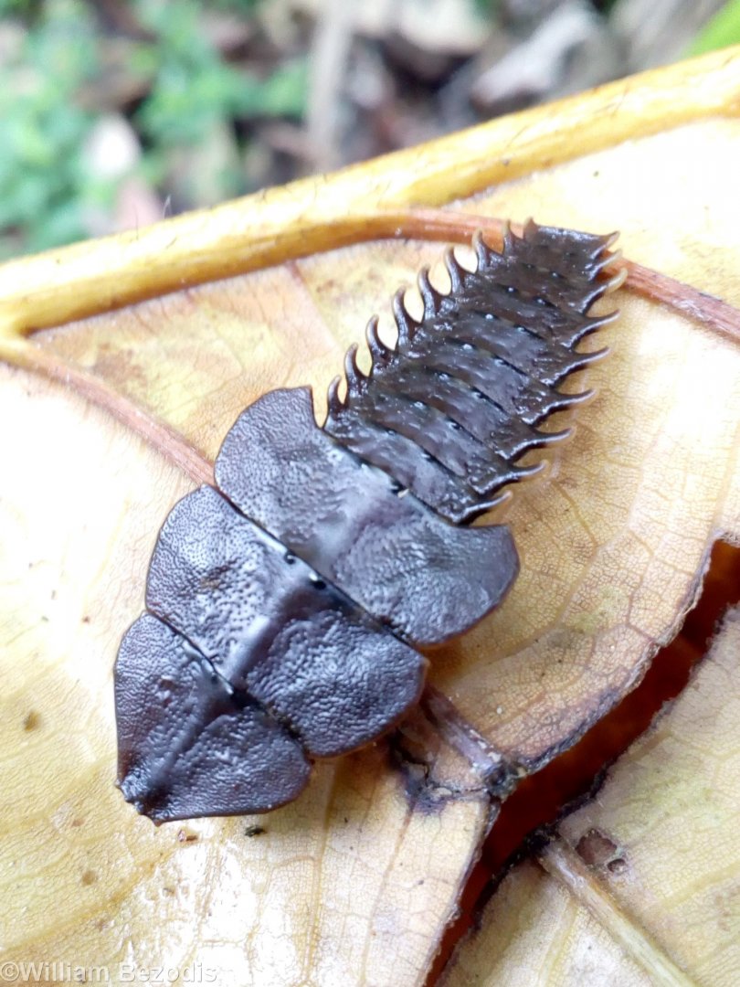 Trilobite Larva - Crocker Range