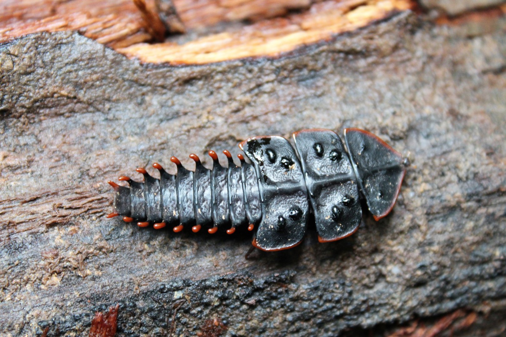 Trilobite Larva (Platerodrilus sp.)