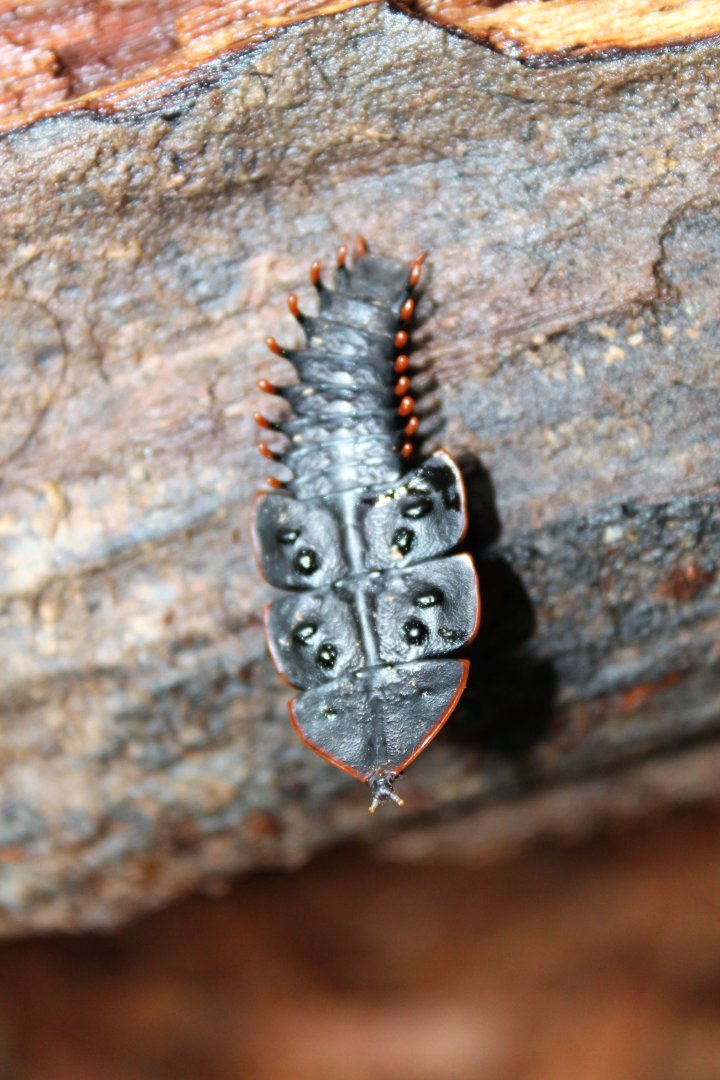 Trilobite Larva (Platerodrilus sp.)