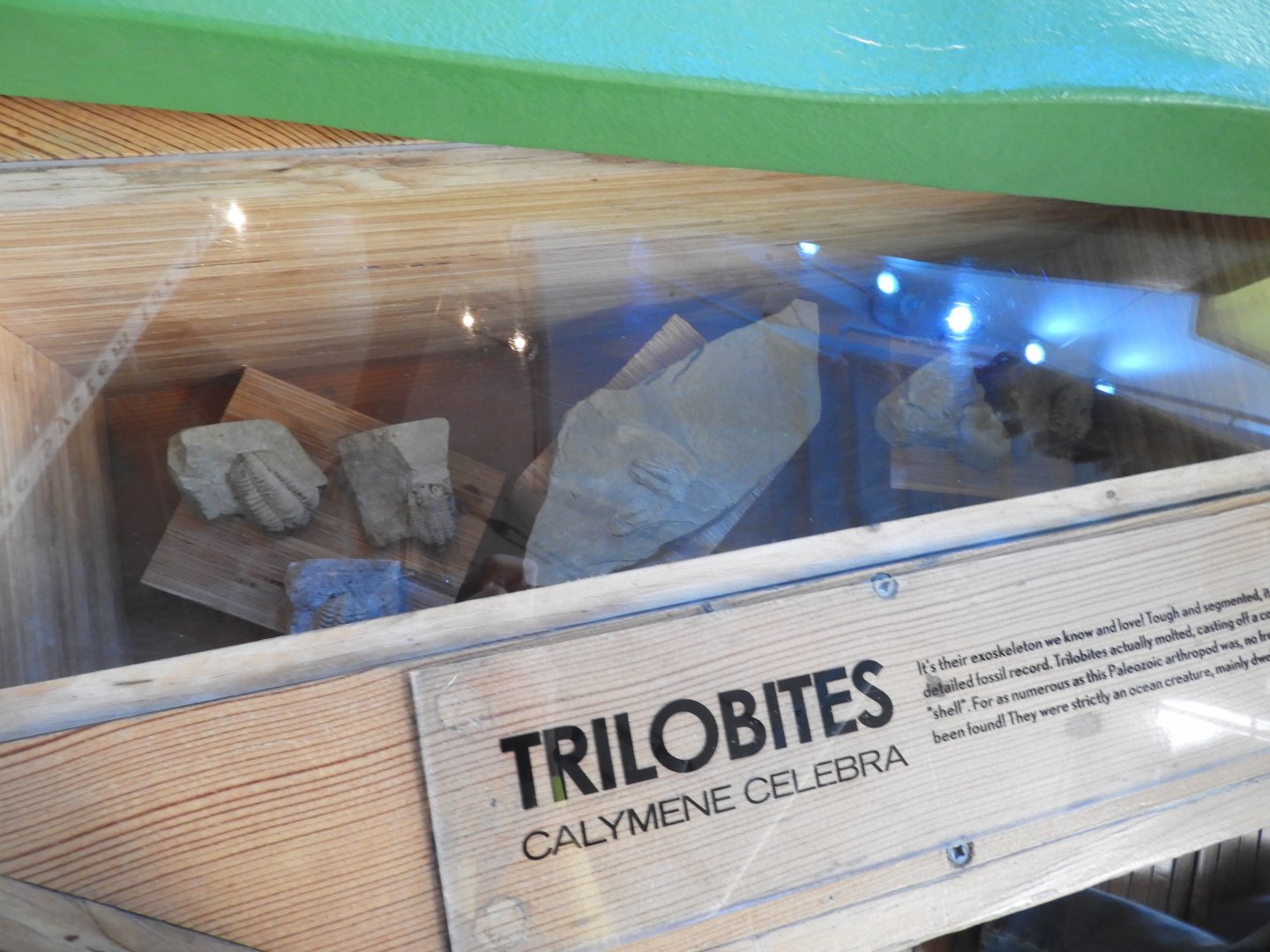 Trilobites (Calymene celebra) fossils - Great Lakes Future - Reiman Aquarium