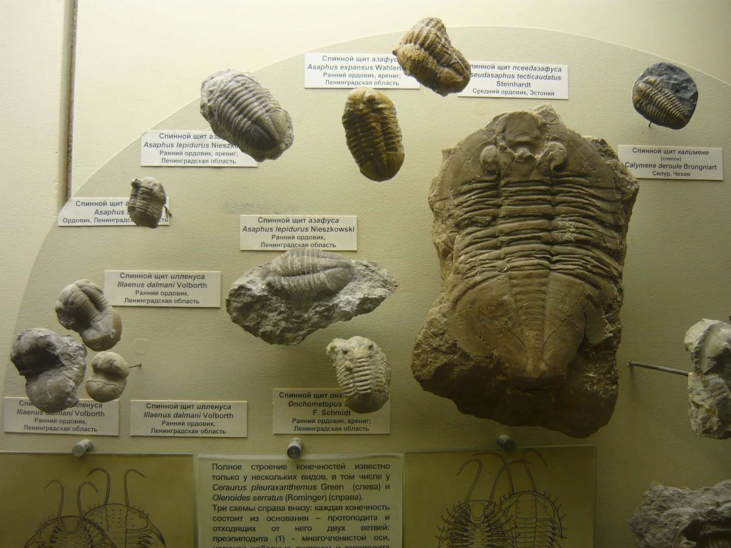 Trilobites