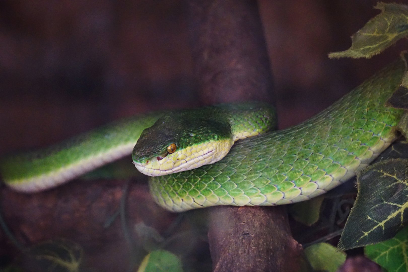 Trimeresurus albolabris