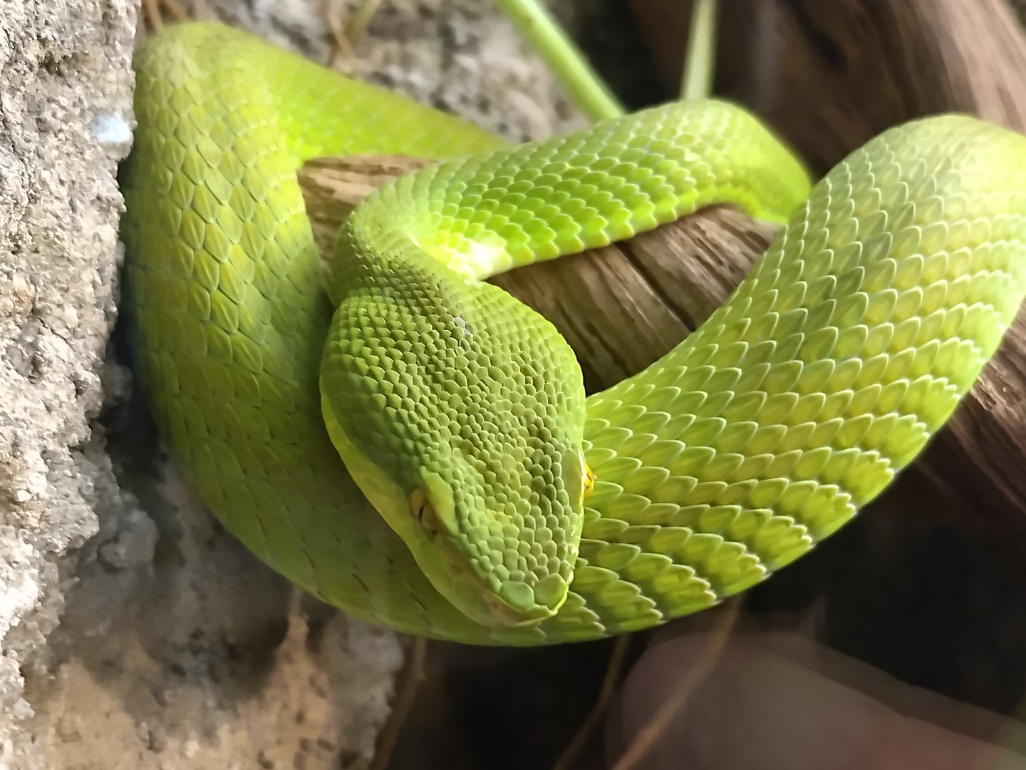 Trimeresurus albolabris
