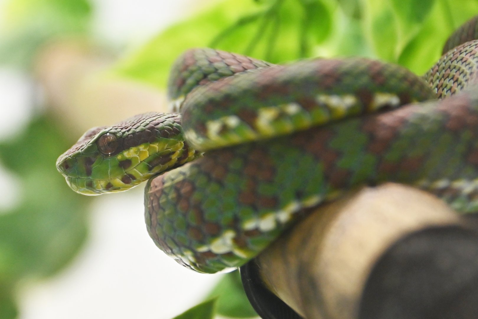 Trimeresurus flavomaculatus