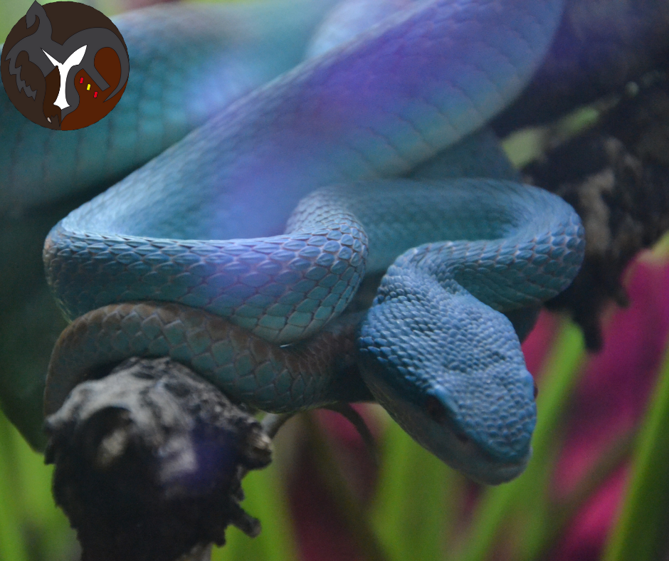 Trimeresurus insularis