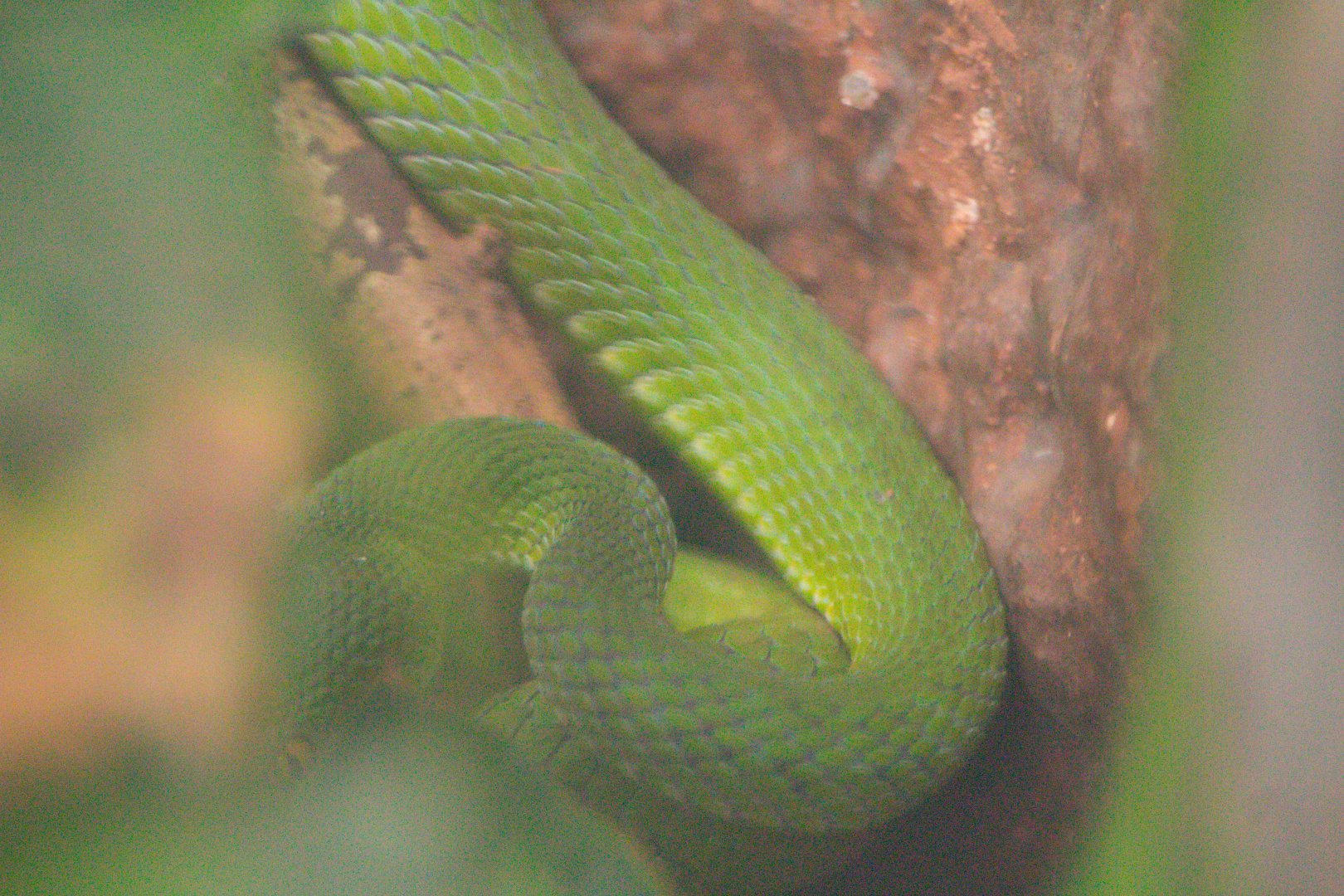 Trimeresurus macrops