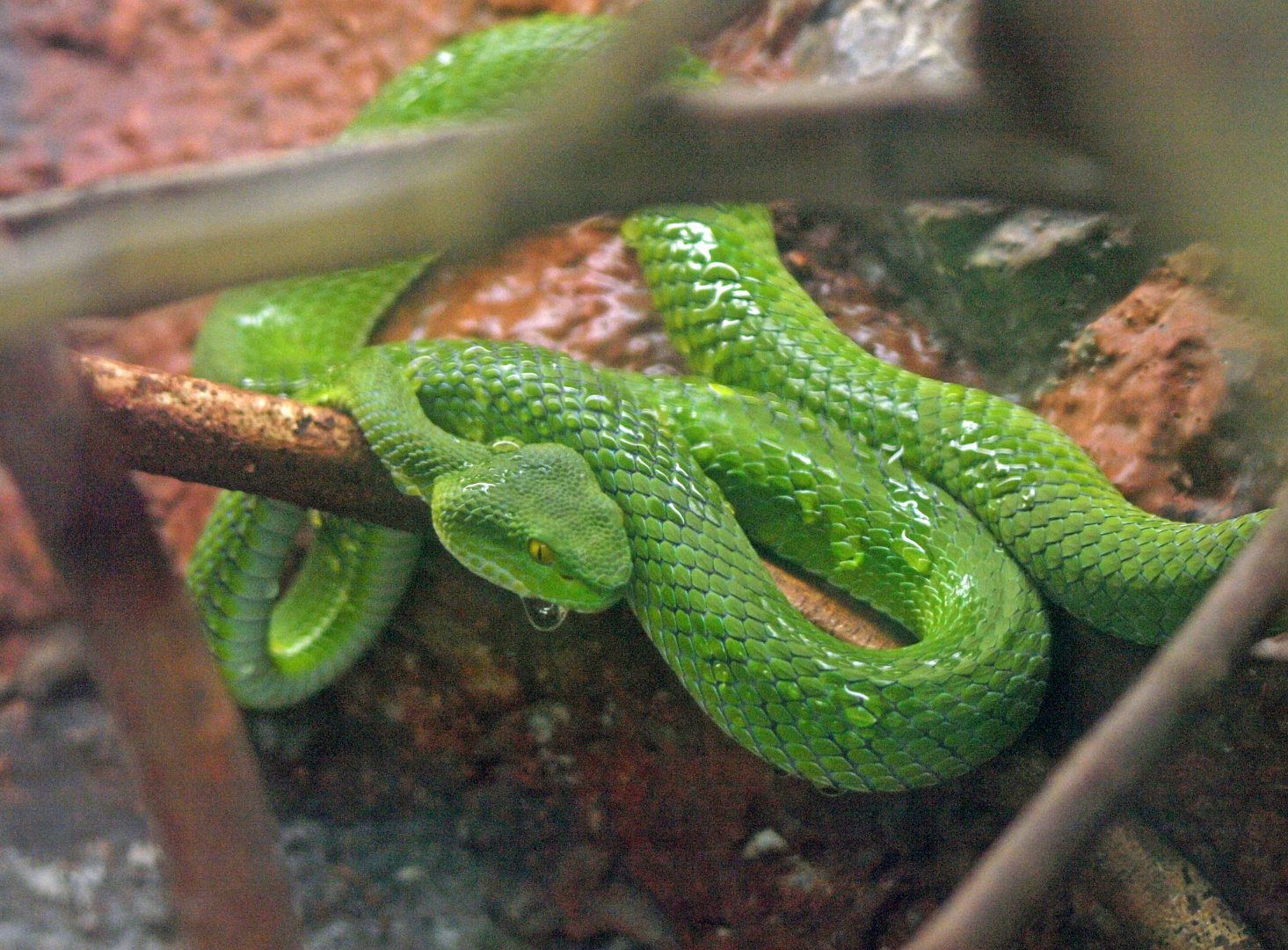 Trimeresurus macrops