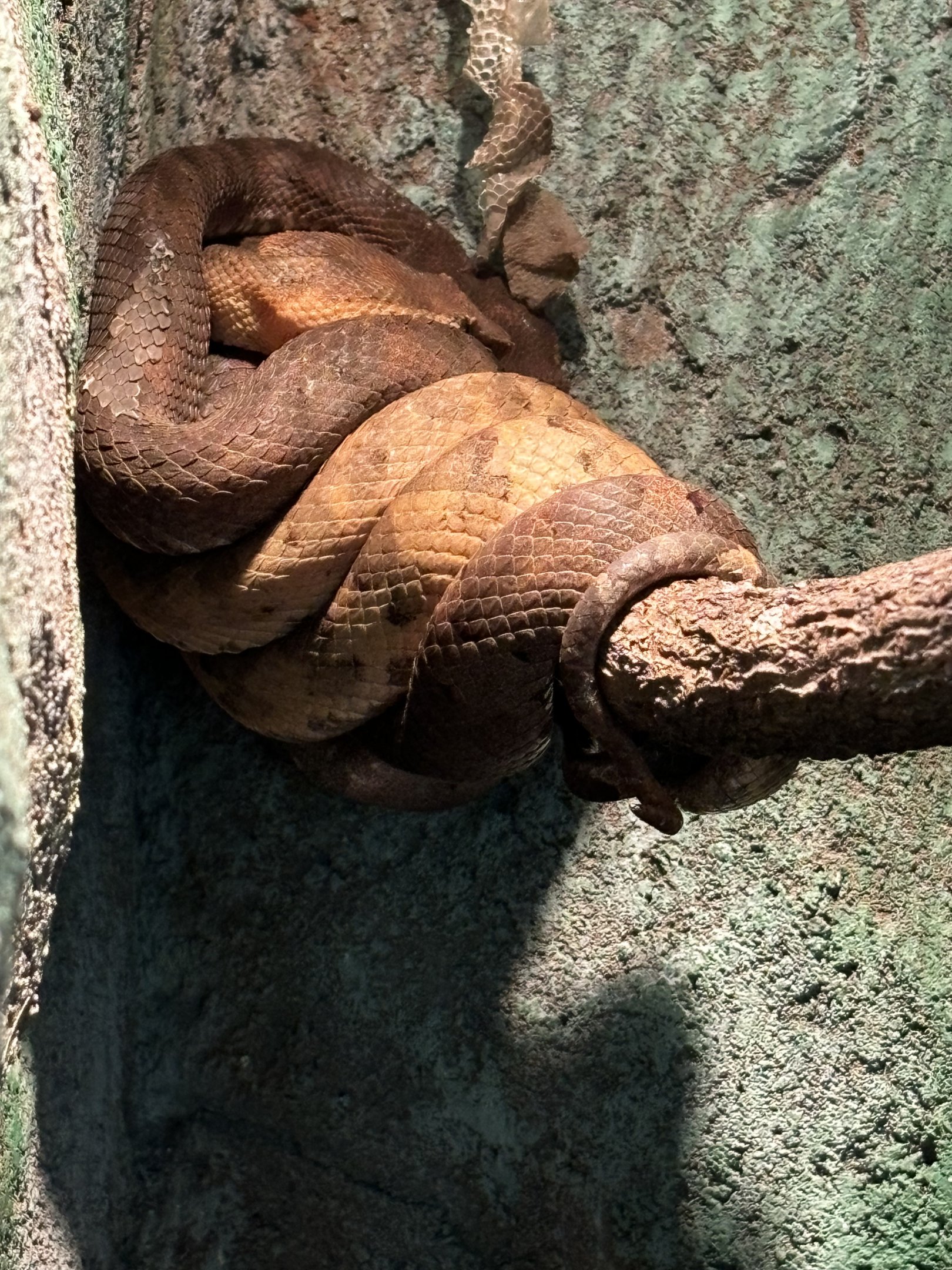 Trimeresurus puniceus