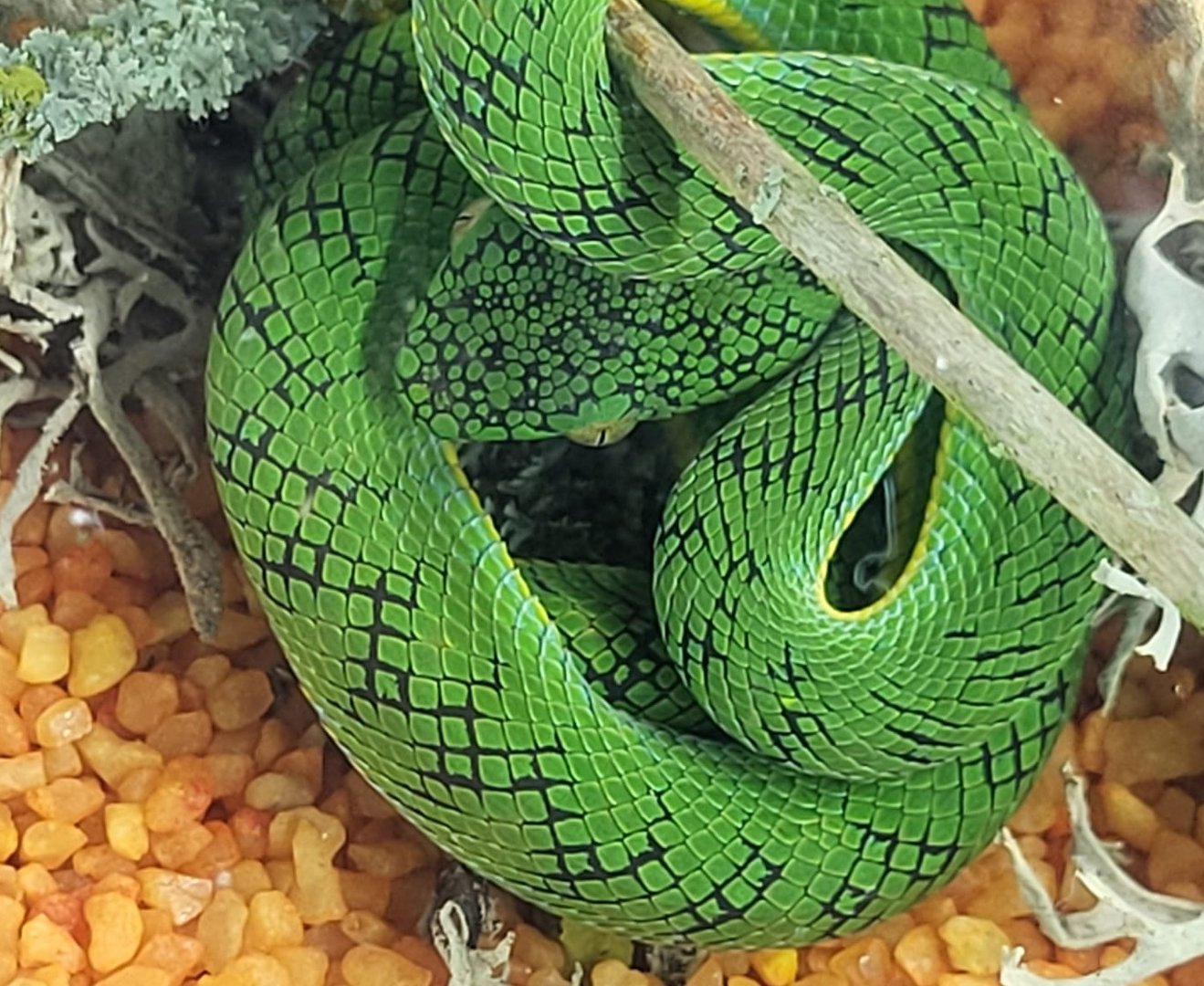 Trimeresurus schultzei