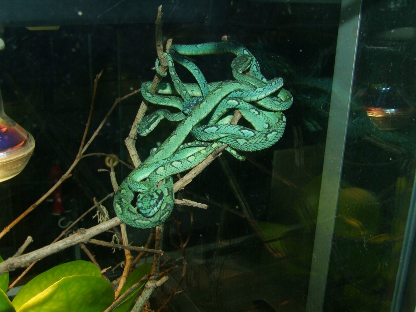 Trimeresurus trigonocephalus