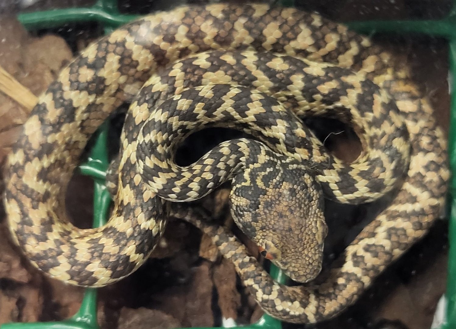 Trimeresus honsonensis