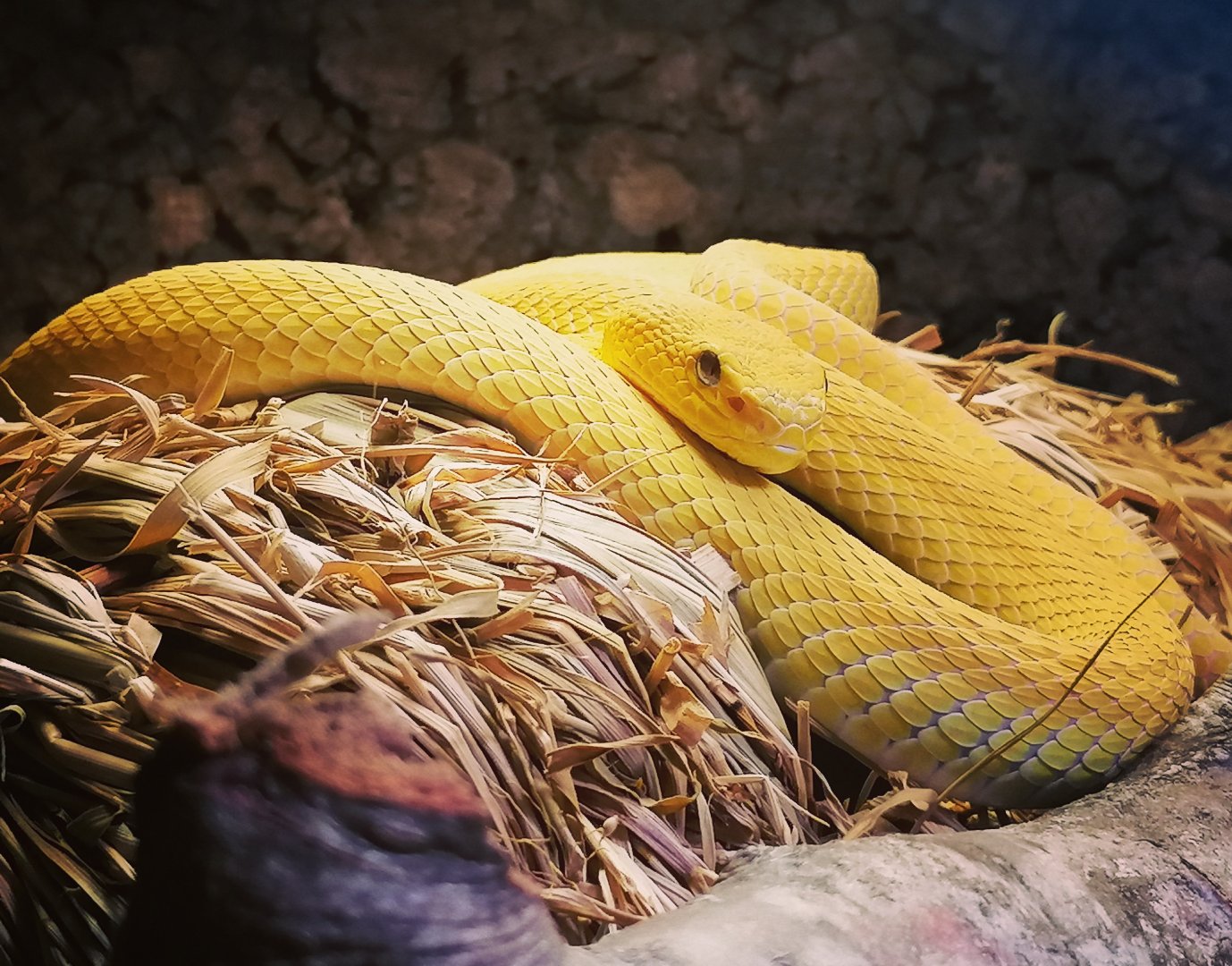 Trimerusurus insularis "yellow"